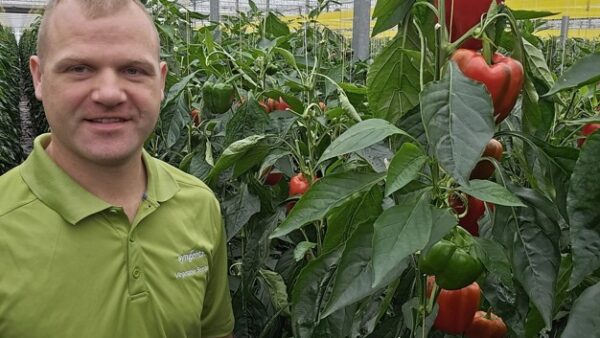 O produtor de pimentos Florain Locher vê o efeito do transmissor ultrassónico de cavitação USAF™ durante o cultivo e a rotação de culturas!